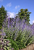 PEROVSKIA (RUSSIAN SAGE)