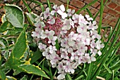 HYDRANGEA MACROPHYLLA TRICOLOUR