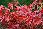 ACER PALMATUM CHITOSEYAMA