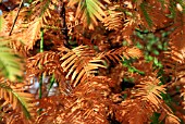 METASEQUOIA GLYPTOSTROBOIDES (DAWN REDWOOD)