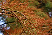 TAXODIUM ASCENDENS NUTANS (POND CYPRESS)