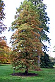 TAXODIUM DISTICHUM (SWAMP CYPRESS)