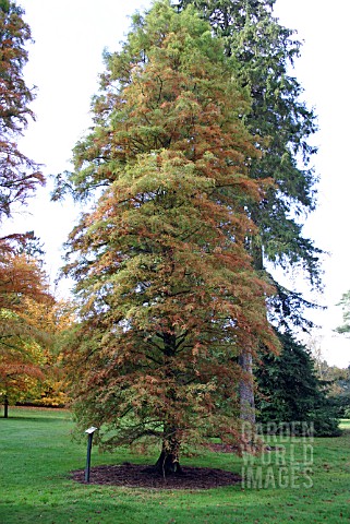 TAXODIUM_DISTICHUM_SWAMP_CYPRESS