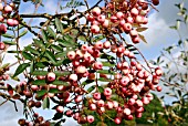 SORBUS VILMORINII (VILMORINS ROWAN)