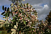 SORBUS HUPHENSIS