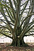 FAGUS SYLVATICA (BEECH)