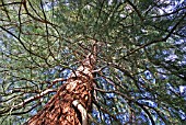 SEQUOIADENDRON GIGANTEUM (WELLINGTONIA)