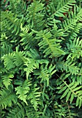 POLYPODIUM,  FERN,  ADDERS FERN,  POLYPODIACEAE,  WHOLE PLANT