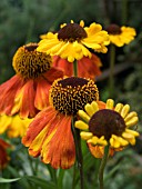 HELENIUM SAHINS