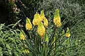 KNIPHOFIA BEES YELLOW