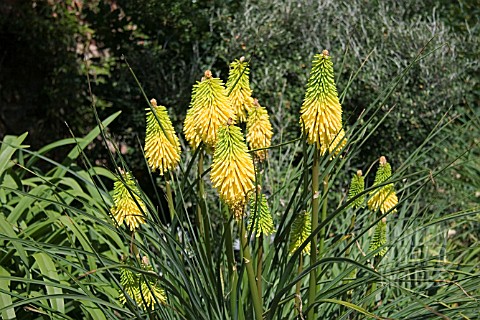 KNIPHOFIA_BEES_YELLOW