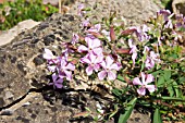 SAPONARIA LEMPERGII MAX FREI SOAPWORT