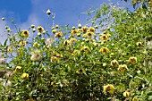 CLEMATIS TANGUTICA VIRGINS BOWER