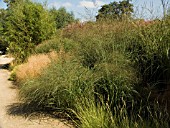 GRASS BORDER. WEBBS RIVERSIDE GARDEN,  WYCHBOLD,  WORCESTERSHIRE.