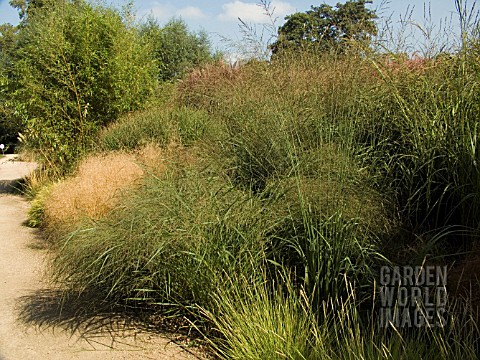 GRASS_BORDER_WEBBS_RIVERSIDE_GARDEN__WYCHBOLD__WORCESTERSHIRE