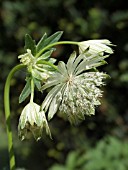 ASTRANTIA MAJOR INVOLUCRATA  BARRISTER  HATTIES PINCUSHION