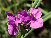 TRADESCANTIA ANDERSONIANA  CONCORD GRAPE