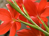 SCHIZOSTYLIS COCCINEA  MAJOR