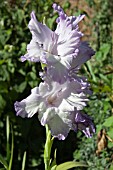 GLADIOLUS,   BLUE FROST