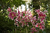 LILIUM SPECIOSUM RUBRUM URCHIDA