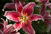 LILIUM SPECIOSUM RUBRUM URCHIDA