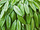 AGAPANTHUS GLENEVEN SEEDPODS