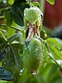 PASSIFLORA PURPLE HAZE,  FRUIT