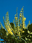 Mahonia Flowers Stock Photos Mahonia Flowers Stock Images Alamy