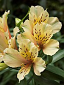 ALSTROEMERIA INCA ICE