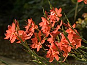 SCHIZOSTYLIS COCCINEA MAJOR,  KAFFIR LILY