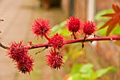 RICINUS COMUNIS,  CASTER OIL PLANT