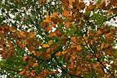 QUERCUS ROBUR,  OAK