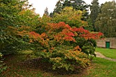 ACER PALMATUM HEPTALOBUM,  JAPANESE MAPLE