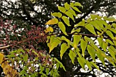 ARALIA ELATA,  JAPANESE ANGELICA TREE.