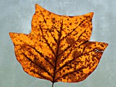 LIRIODENDRON TULIPIFERA,  TULIP TREE. BACK LIT