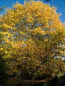 LIRIODENDRON TULIPIFERA,  TULIP TREE