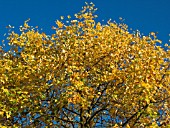 LIRIODENDRON TULIPFERA,  TULIP TREE,  SHOWING AUTUMN COLOUR.