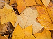 LIRIODENDRON TULIPIFERA,  TULIP TREE,  LEAVES IN AUTUMN