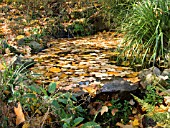 LIRIODENDRON TULIPIFERA,  TULIP TREE LEAVES