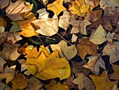 LIRIODENDRON TULIPIFERA,  TULIP TREE. LEAVES FLOATING ON WATER