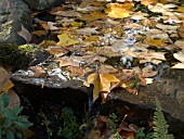 LIRIODENDRON TULIPIFERA,  TULIP TREE,   LEAVES FLOATING DOWN STREAM.