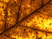 LIRIODENDRON TULIPIFERA,  TULIP TREE. CLOSE UP OF AUTUMN LEAF