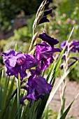 GLADIOLI VIOLETTA