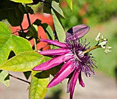 PASSIFLORA PURA VIDA PURPLE,  PASSION FLOWER