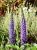 VERONICA SPICATA,  SPEEDWELL