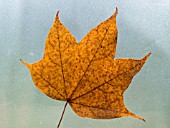 ACER CAMPESTRE,  FIELD MAPLE LEAF,  BACK LIT