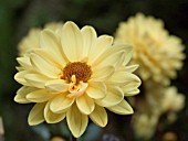 DAHLIA  CHIC