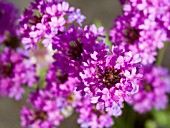 VERBENA RIGIDA