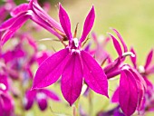 LOBELIA  HADSPEN PURPLE