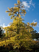 GINKGO BILOBA,  MAIDENHAIR TREE,  AUTUMN